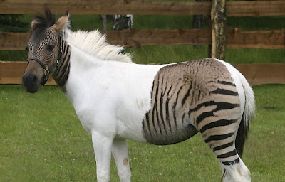 zebra+Zegua+egua+cavalo