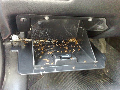 Malditas formigas no carro